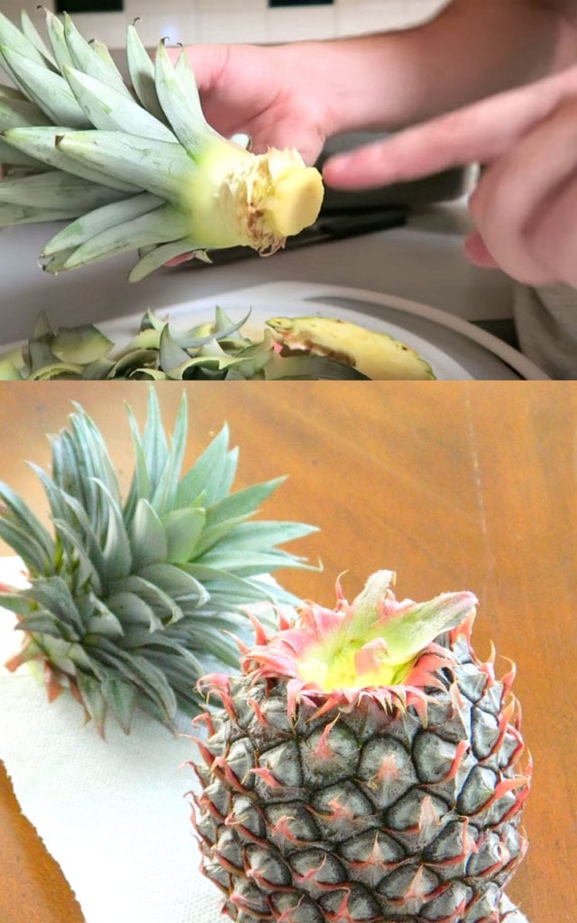 Regrowing pineapple top in water or soil