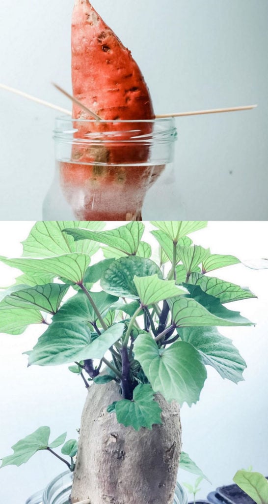 Regrow a sweet potato in water