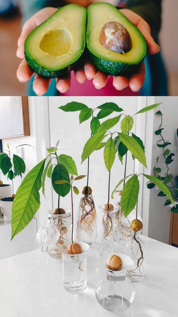 Grow avocado tree from seed
