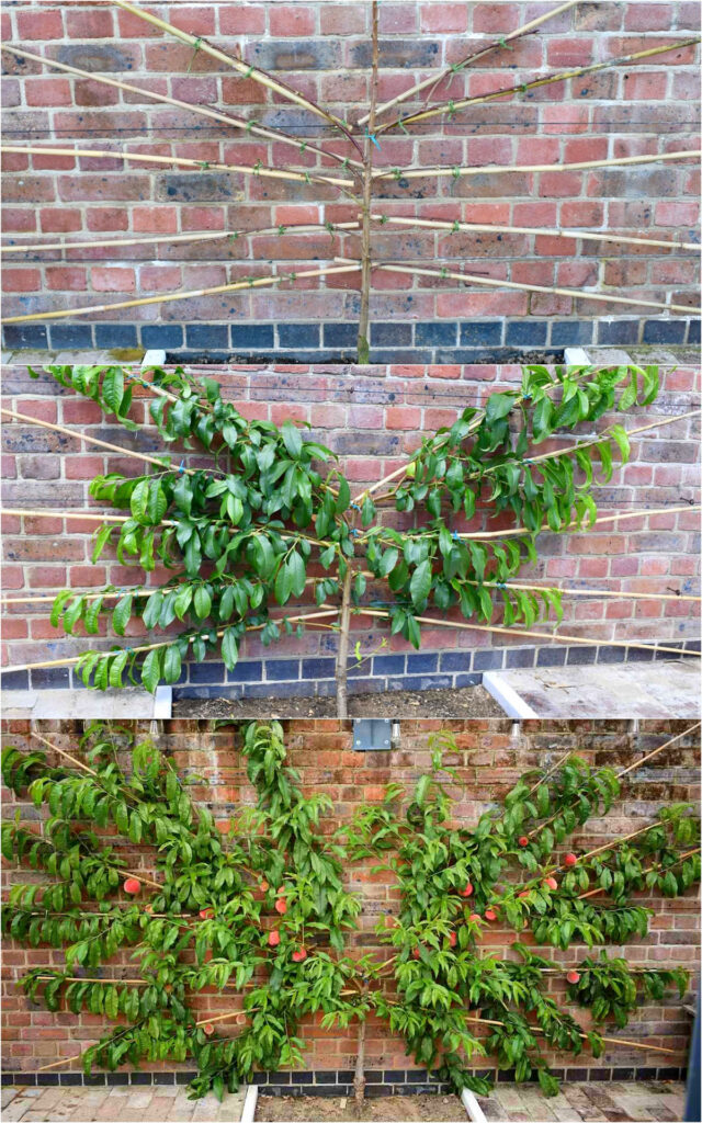 Fan shape espaliered peach tree 