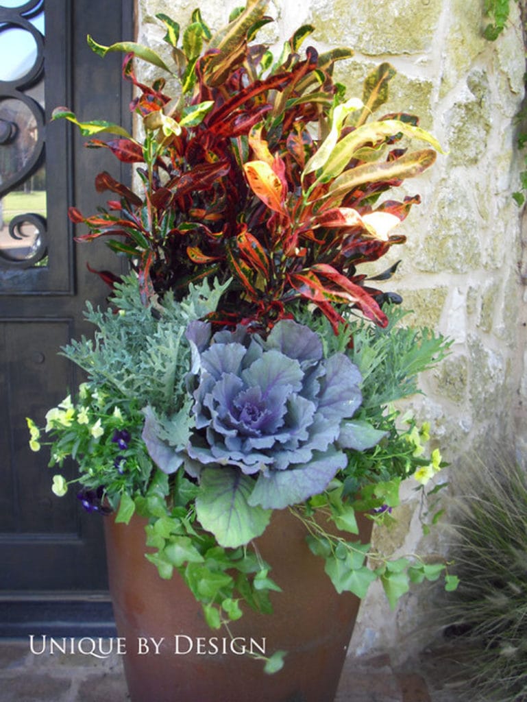 Ornamental cabbage, kale,  are cold hardy plants to transition from fall to winter