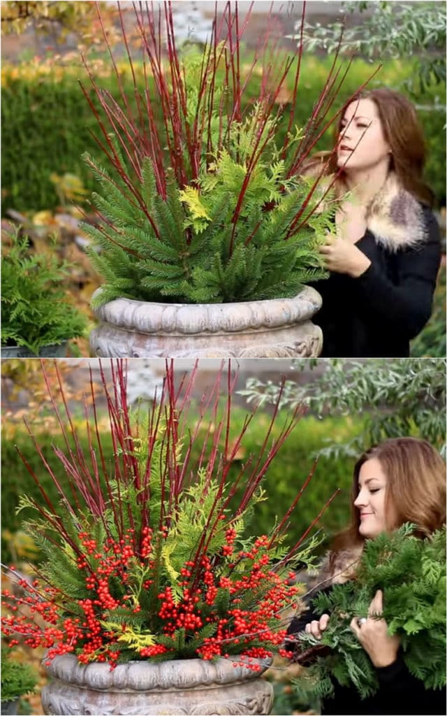 how to make a gorgeous Christmas planter urn using Red Twig Dogwood, Holly Berry and mixed conifer branches.
