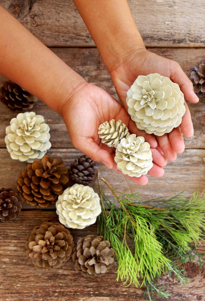 a handful of beautiful "bleached pinecones" in 5 minutes without using bleach
