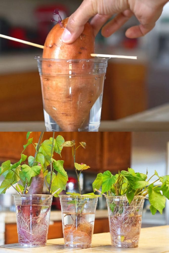 Grow sweet potatoes in water 
