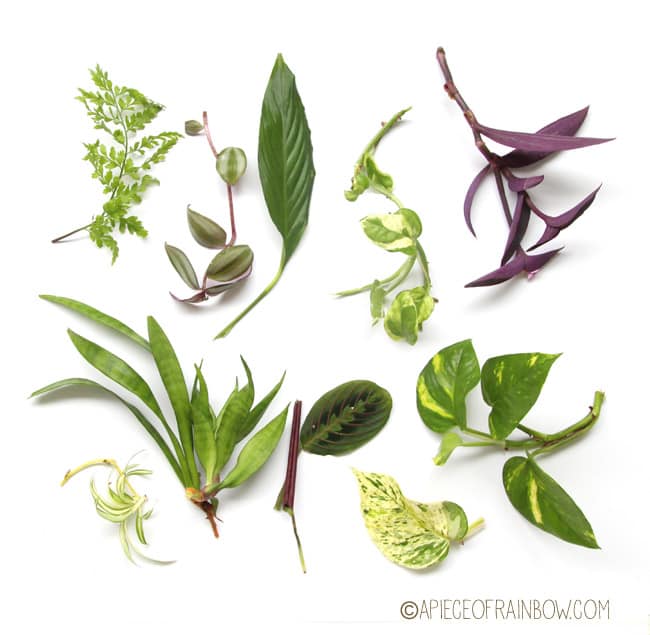 12 easiest indoor plants that purify air