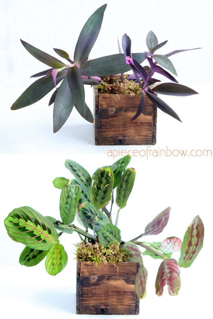 Best air purifying indoor plants with colorful pattern foliage: Maranta leuconeura / Prayer Plant and Tradescantia pallida / Purple Heart 