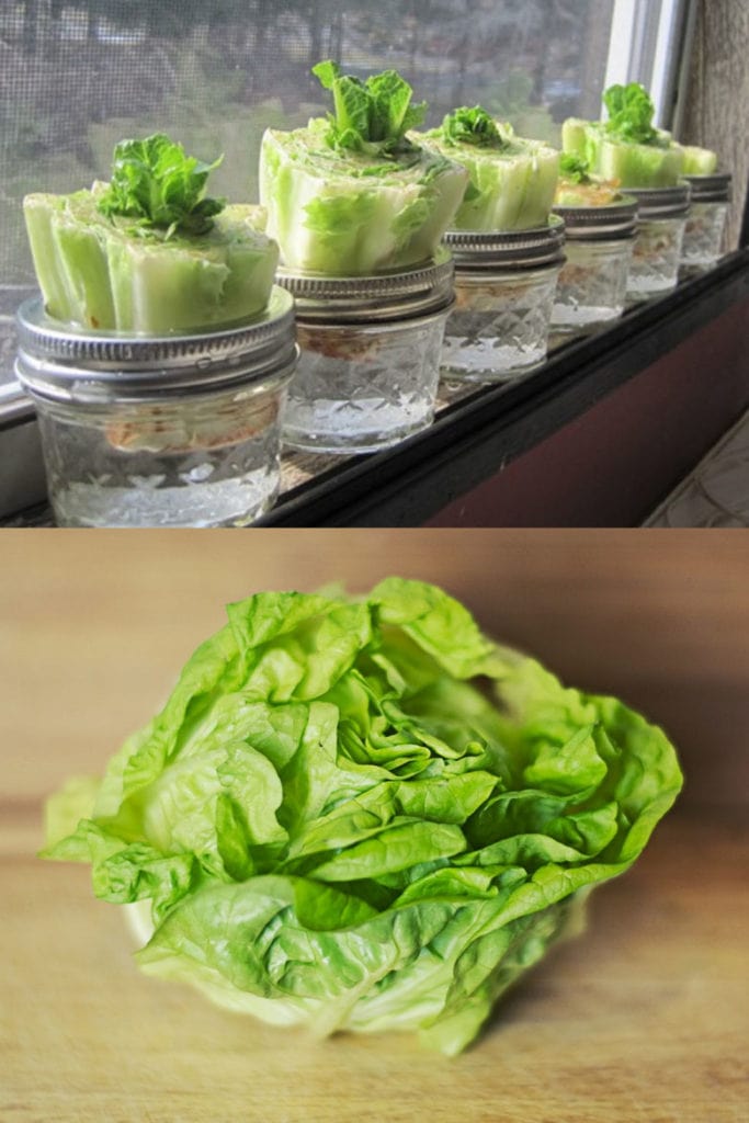 Regrow lettuce from kitchen scraps.