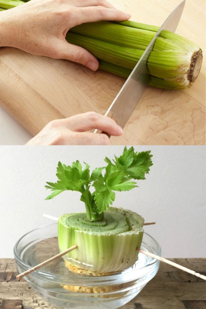 Sprout celery in water.