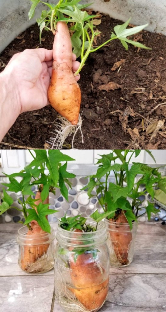 sweet potato slips, each is a new plant ready for the garden. 