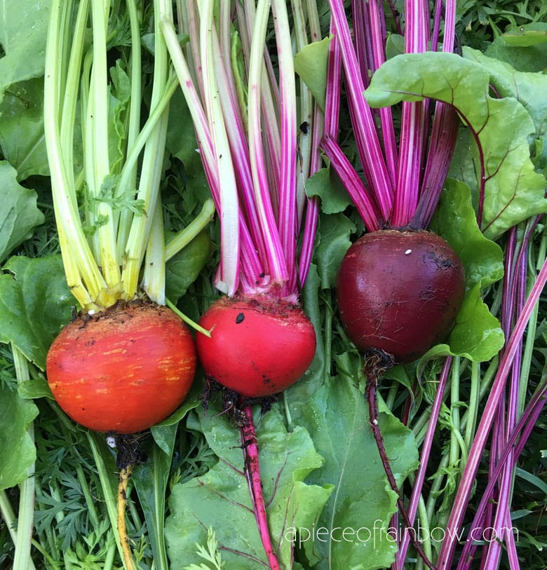Beets: easiest root vegetables to grow