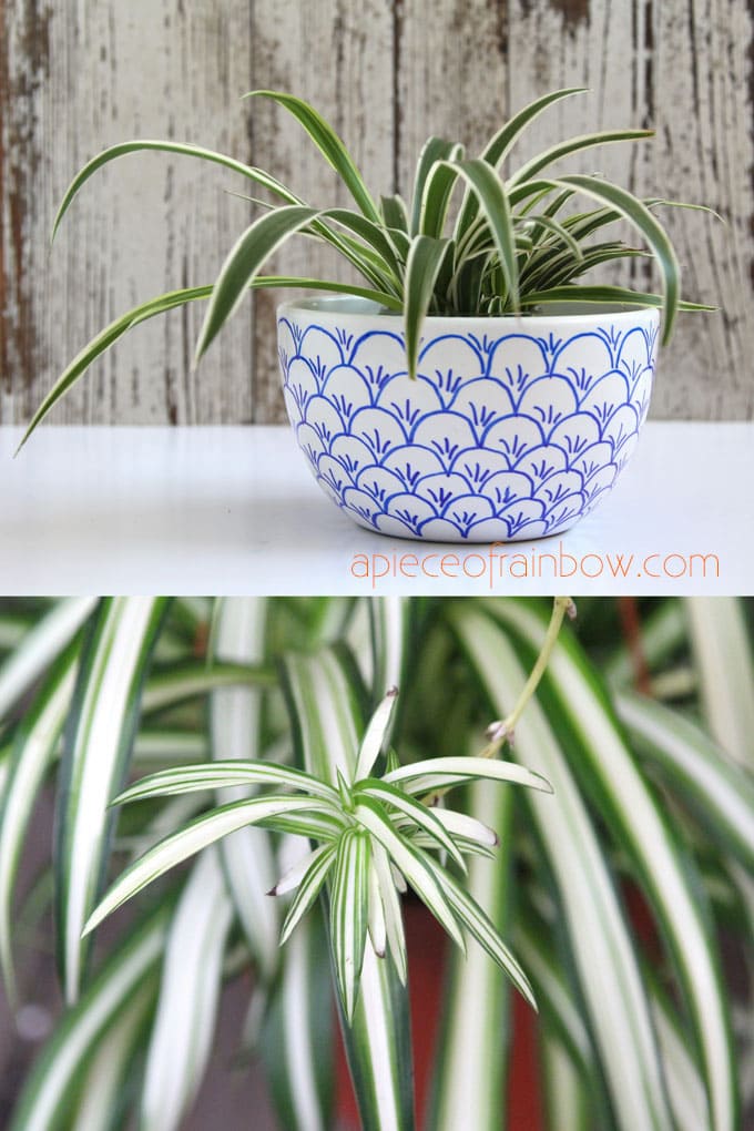 Spider Plant is an easy to grow hanging house plant  (Chlorophytum comosum )
