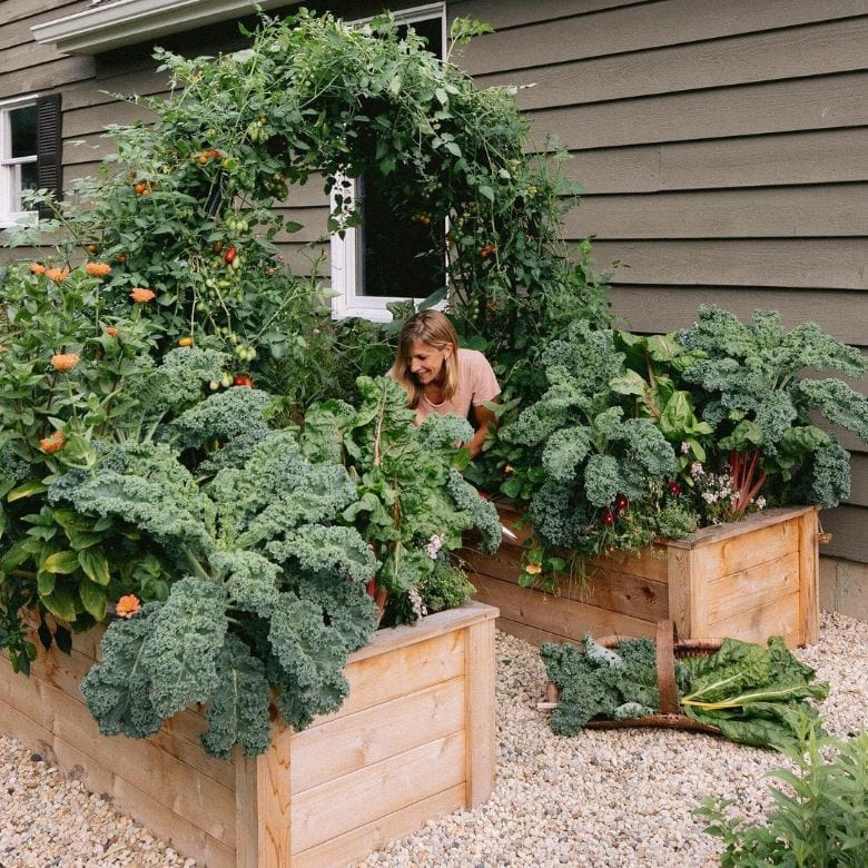 kale in raised bed vegetable garden