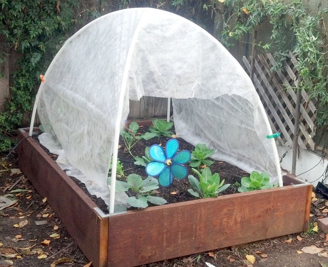 cheap DIY greenhouse made from pvc pipes