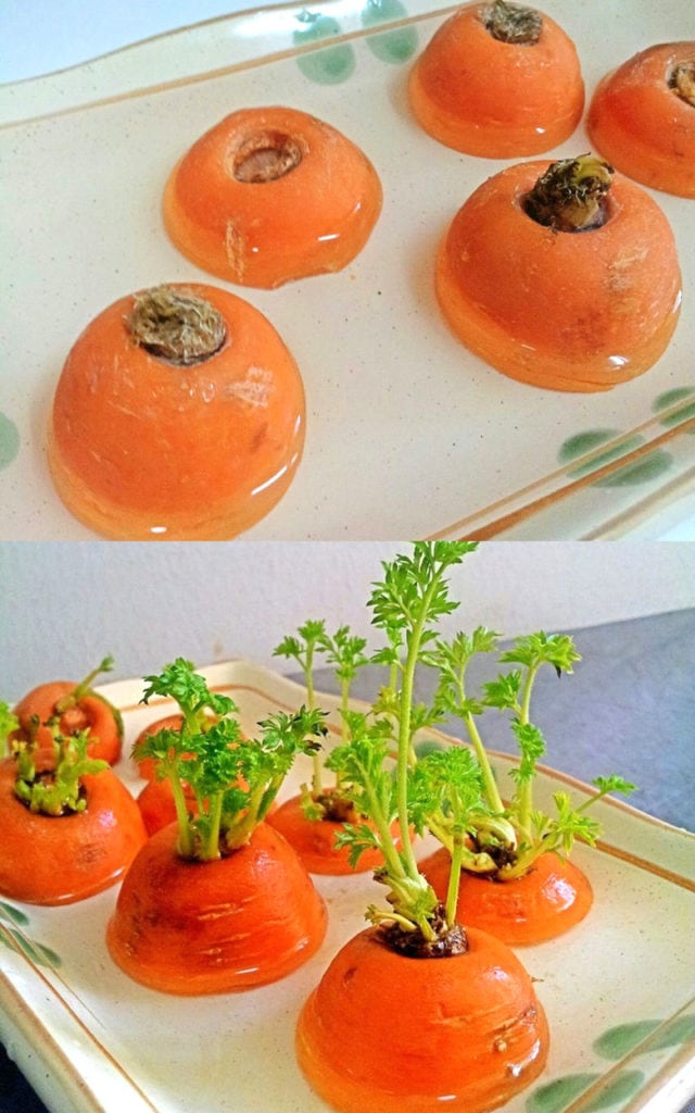Growing carrots from scraps.