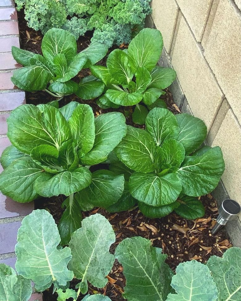 Bok Choy and other tender Leafy greens in the garden
