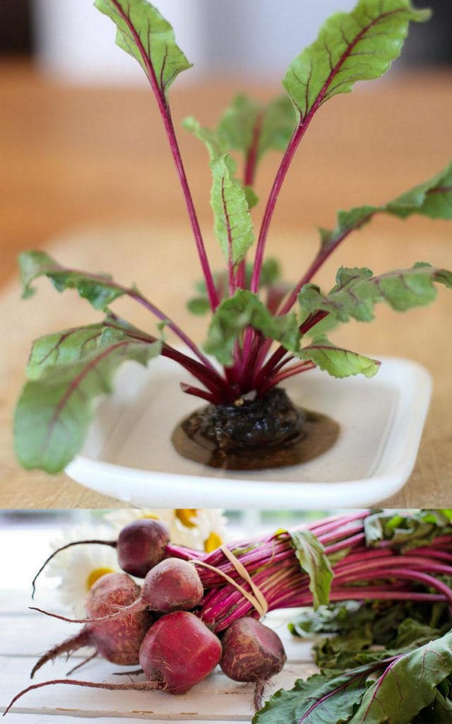 growing baby beet greens in water from beet scraps 