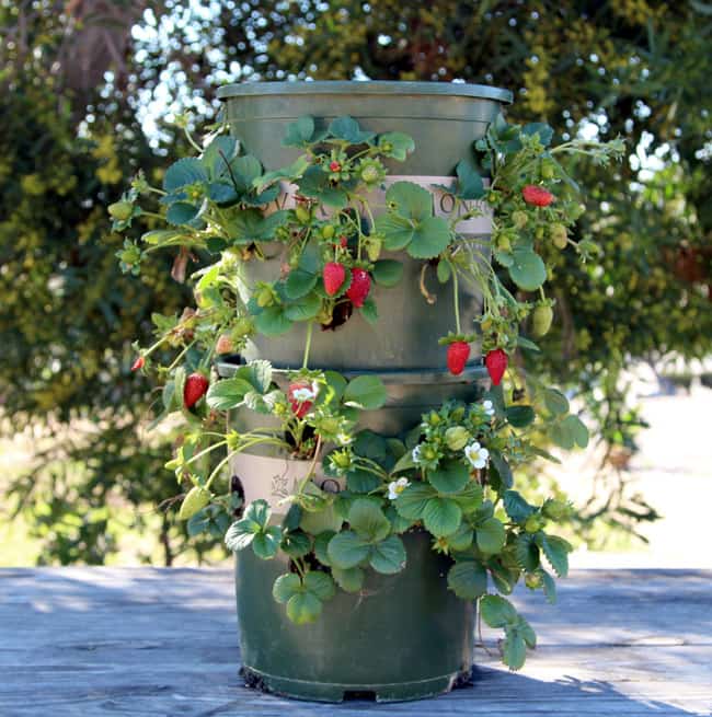 DIY Strawberry Tower with reservoir! 