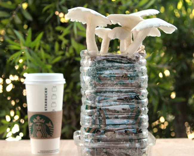 oyster mushrooms growing out of coffee grounds