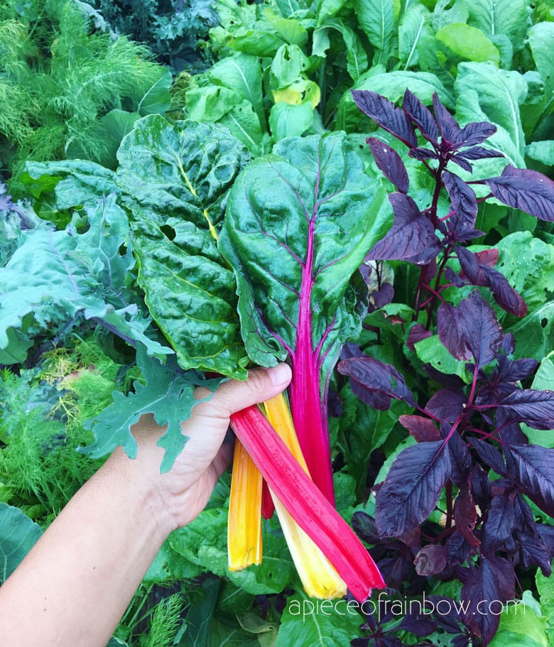Swiss Chard: easiest vegetables to grow all year round 