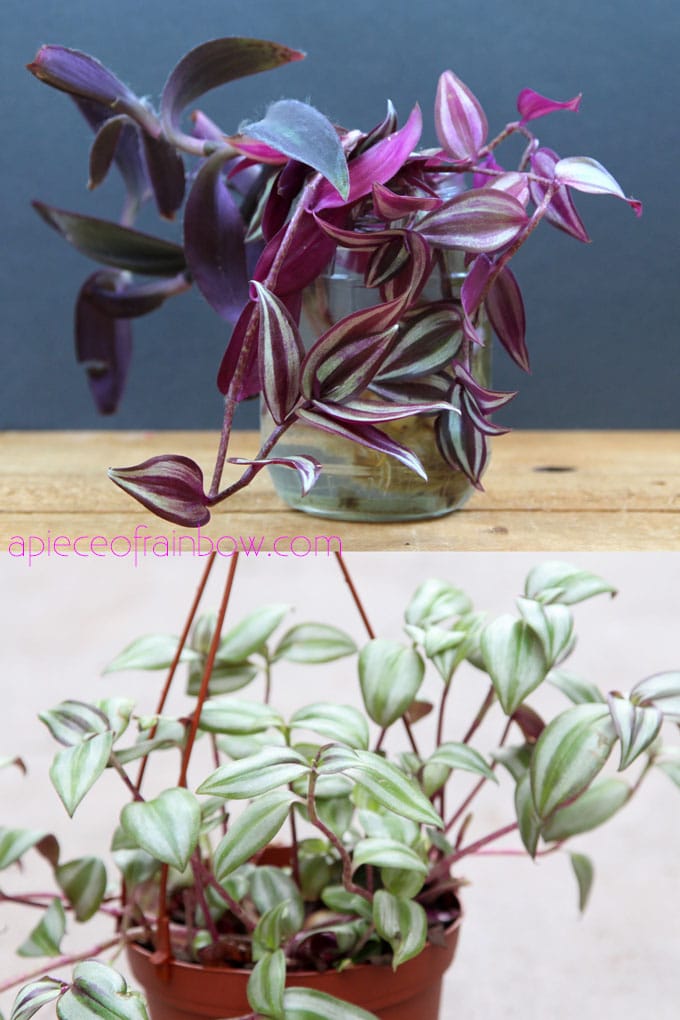 air purifying indoor plants with colorful purple foliage: Tradescantia zebrina | Wandering Jew