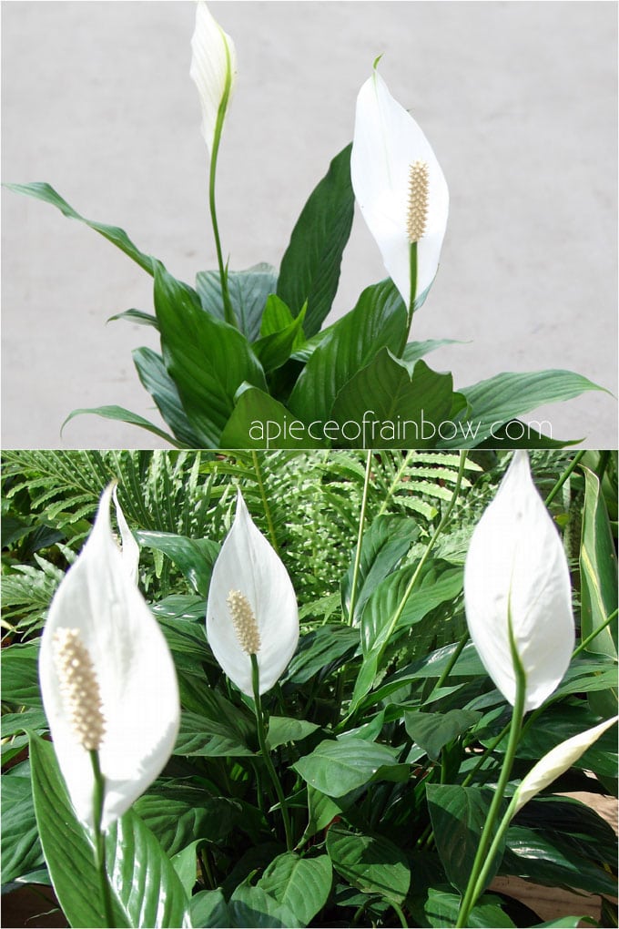 Best indoor plants for low light: Peace Lily (Spathiphyllum )