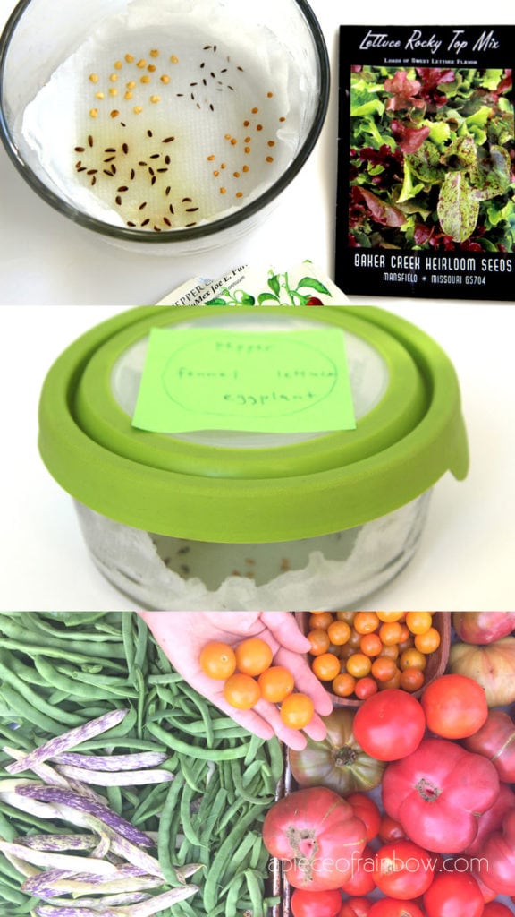 start a vegetable garden from seeds