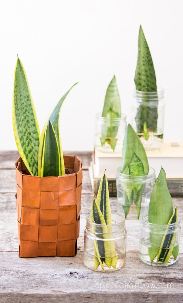 bohemian Anthropologie   style decor with leather vase