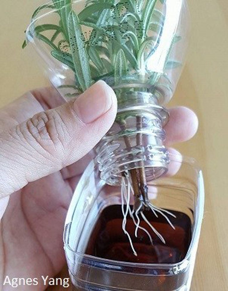 Propagate rosemary stem cuttings