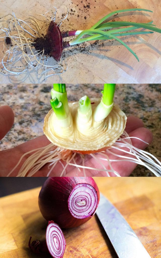 Regrow yellow and red onions