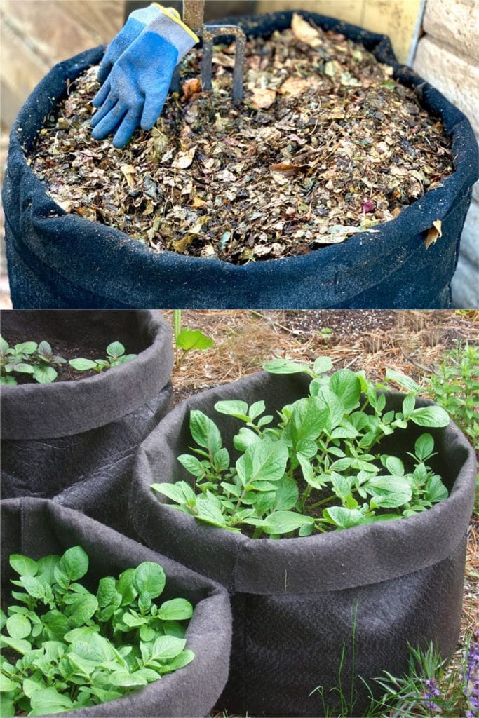 fabric pots with potato growing