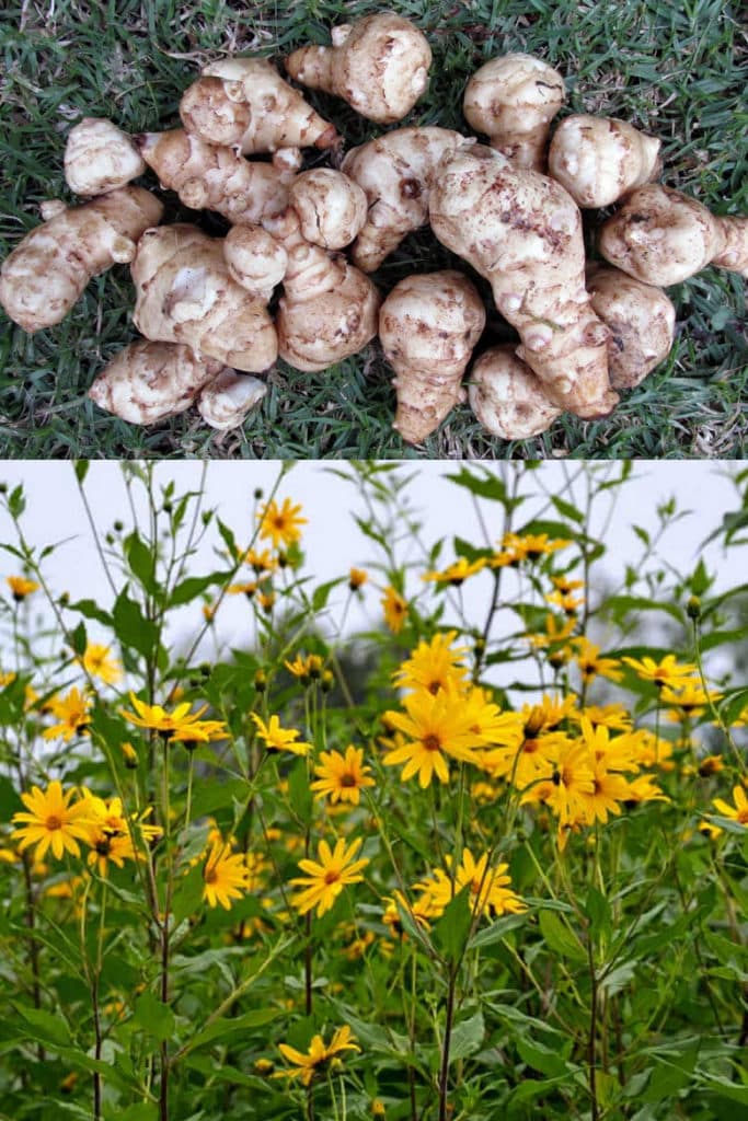 Jerusalem artichokes grow like a sunflower garden