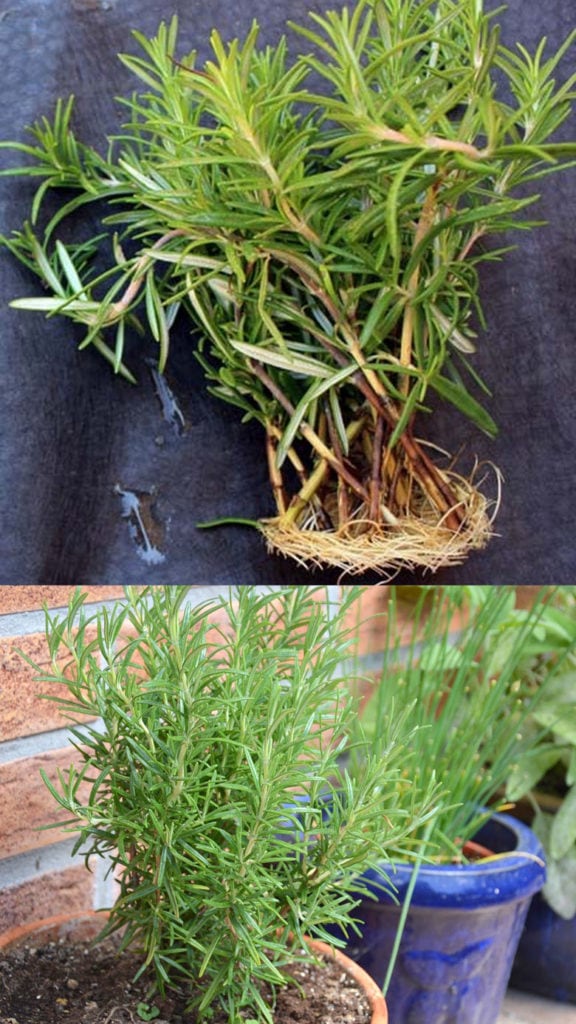 young green Rosemary stems are easier to propagate than old woody stems. 