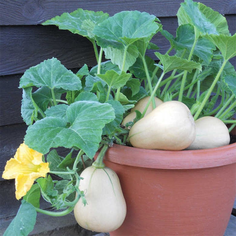 grow Butternut squash in pots
