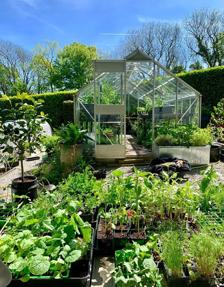 beautiful kitchen garden with greenhouse