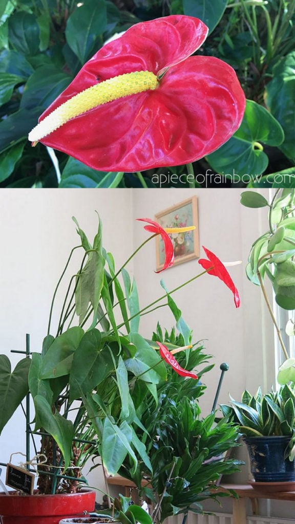 Anthurium andraeanum / Flamingo Lily with super bright red flowers: Beautiful air purifying indoor plants for boho and tropical jungle style