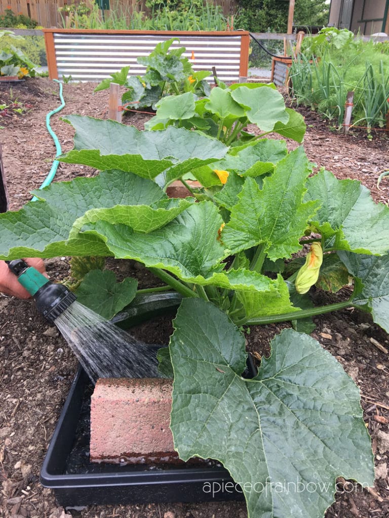 Keep zucchini plants well watered and give them plenty of room to grow. 