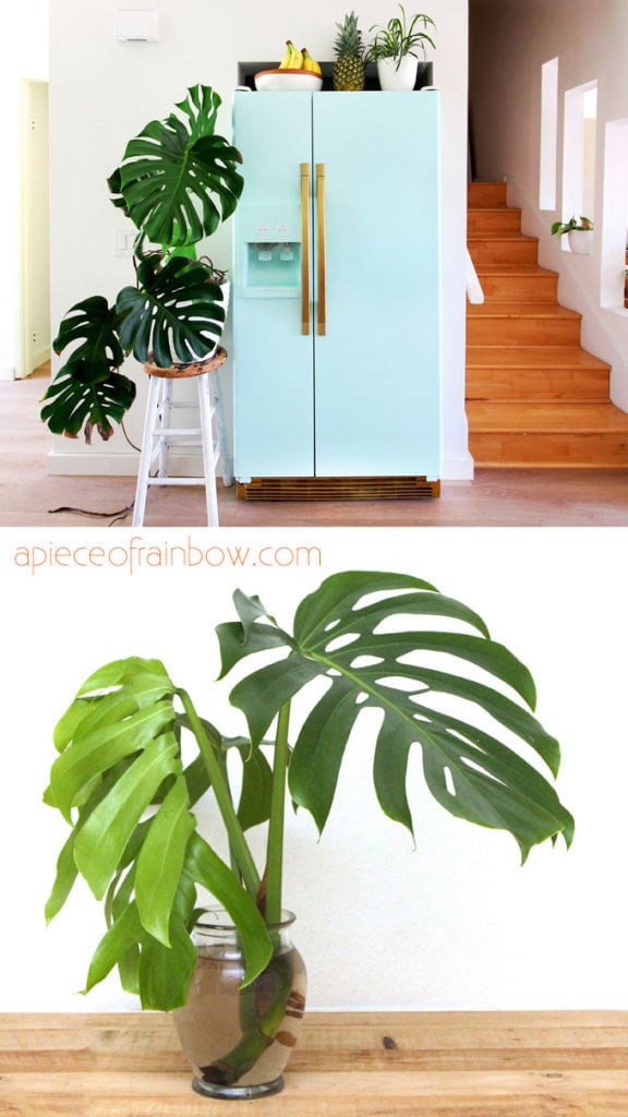 Monstera deliciosa is a super popular house plant for boho interiors, with tropical leaves, and very easy to grow