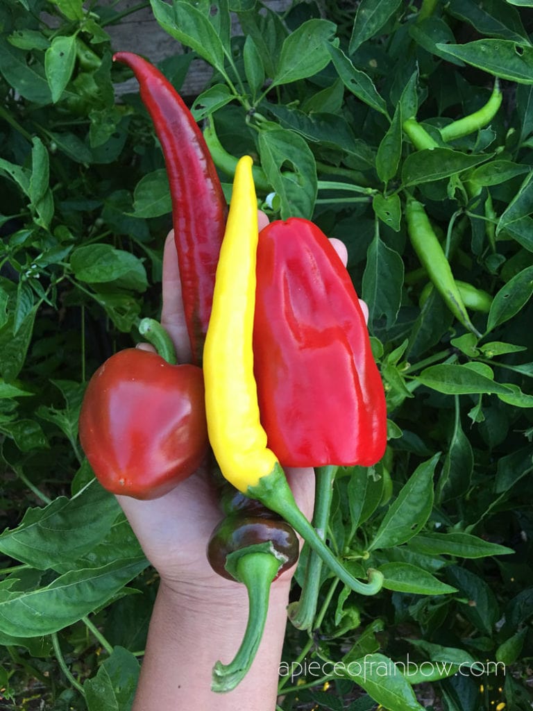 many pepper varieties are very productive and easy to grow. 