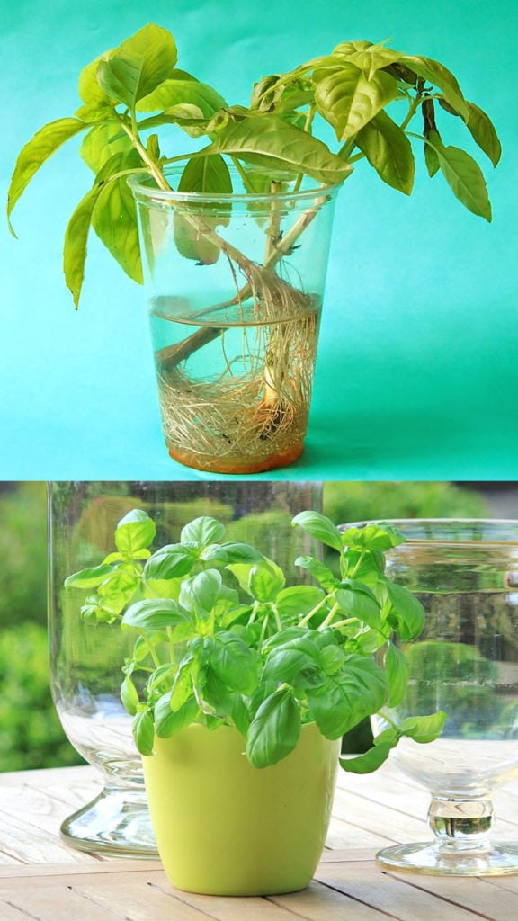 Grow basil stems in water 