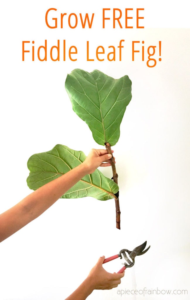 Fiddle Leaf Fig propagation in 2 easy ways with 100% success rate on 4 cuttings