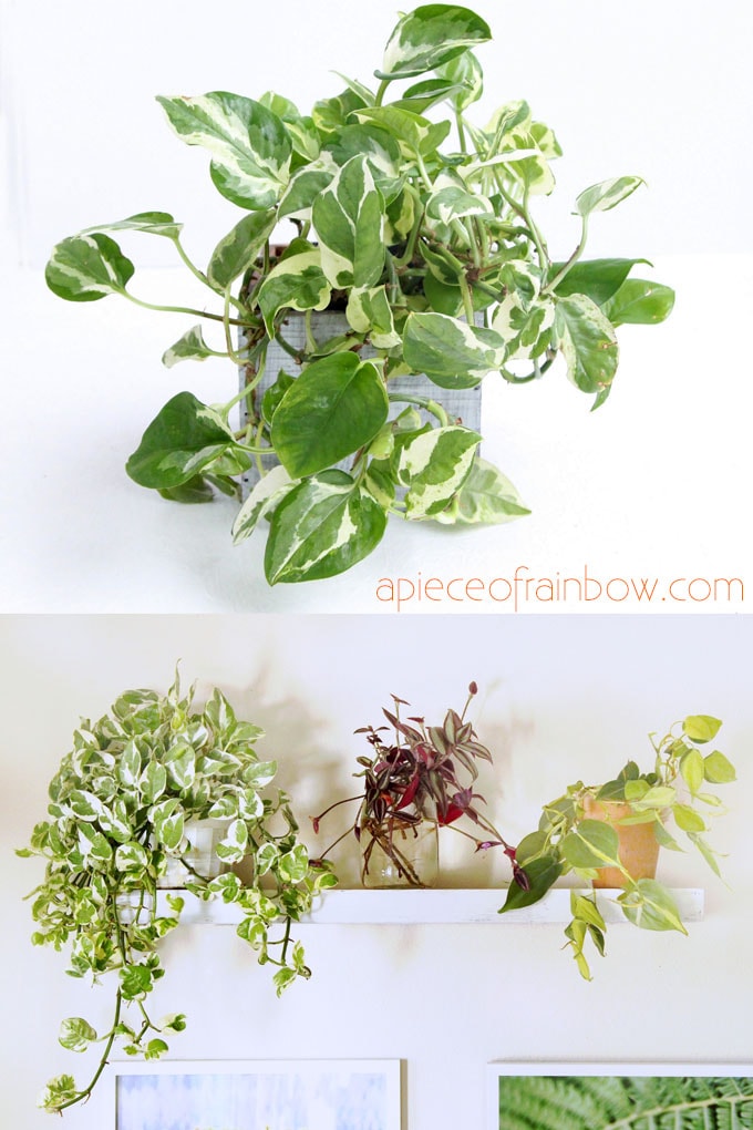 houseplants care tips