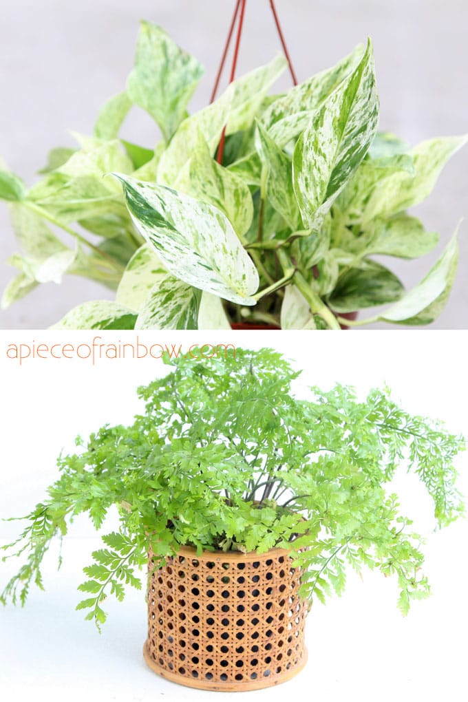 Best hanging houseplants ferns and pathos