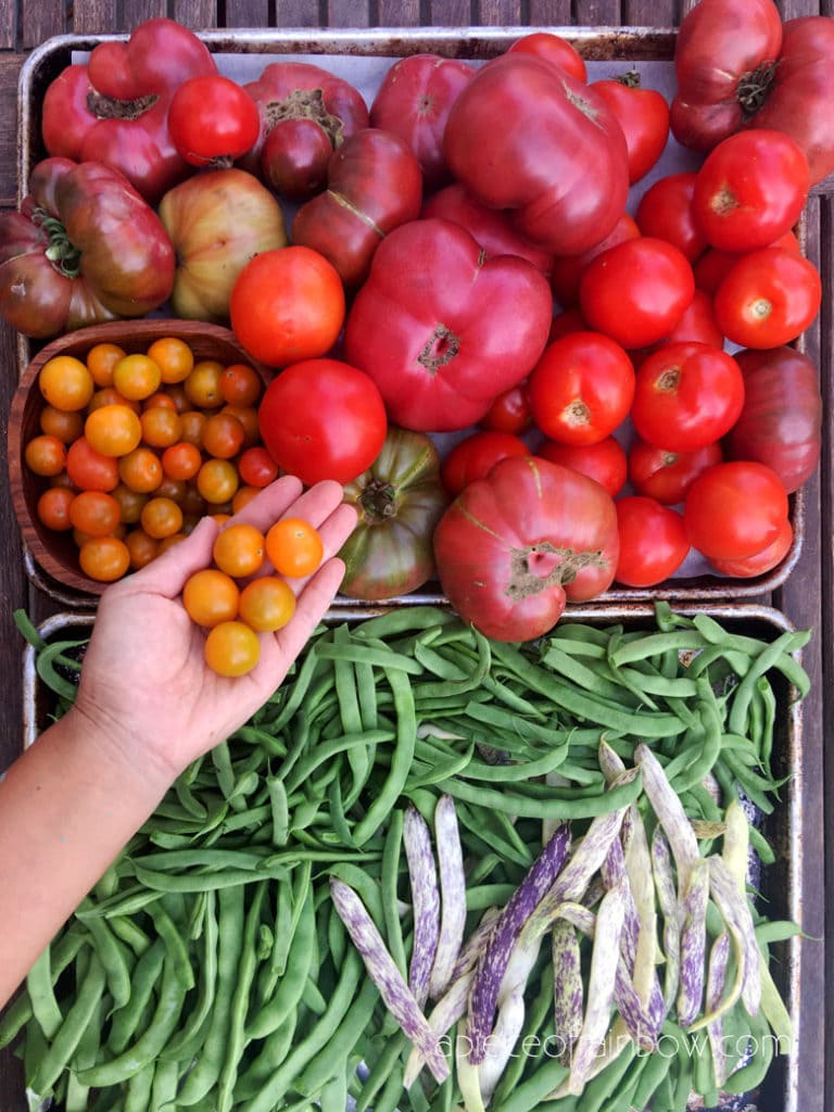 Our tomato, purple dragon bean, and green bean harvest!