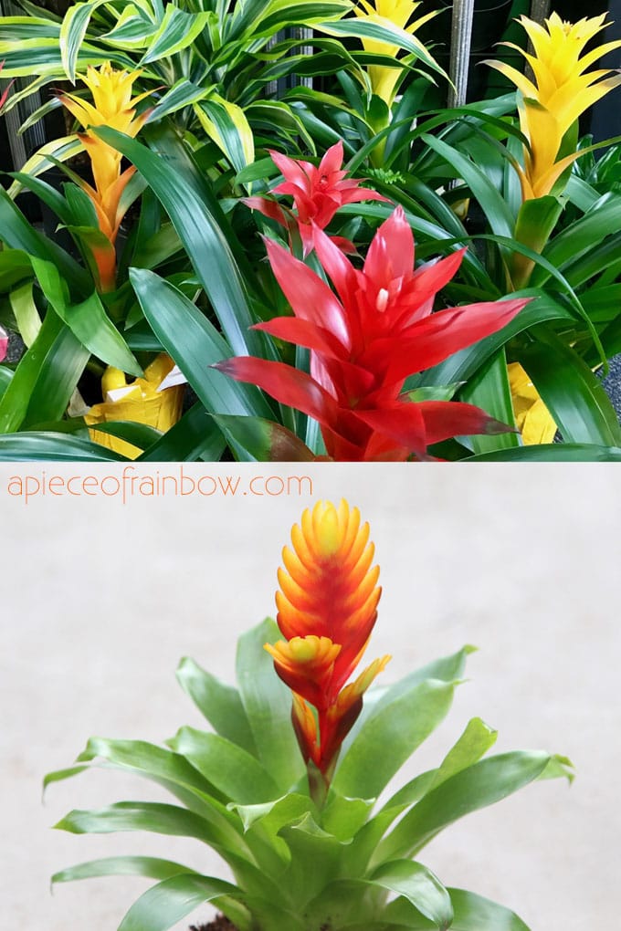 tropical Bromeliads are colorful flowering indoor plants
