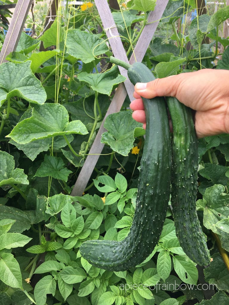 Cucumbers are easy and fast growing vegetables, and productive 