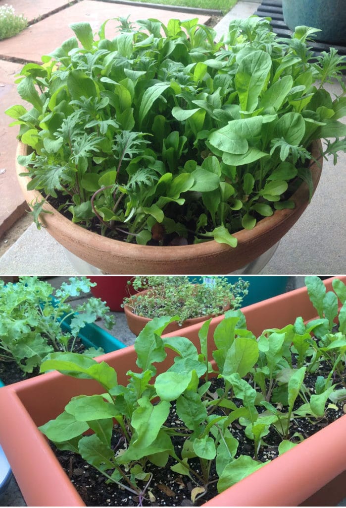 Arugula: easiest vegetables to grow for first time beginner gardeners