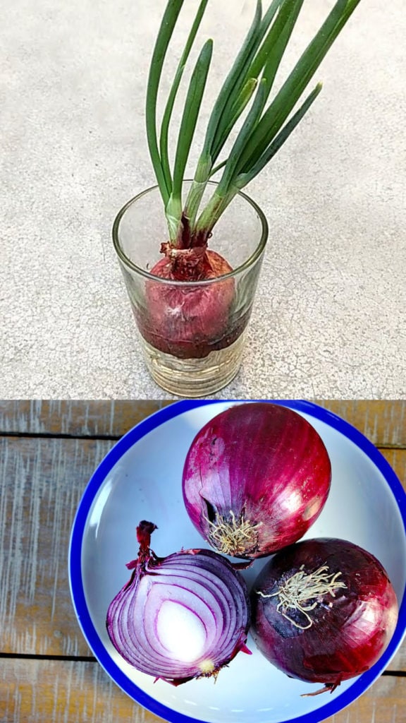 grow onion bulb in water