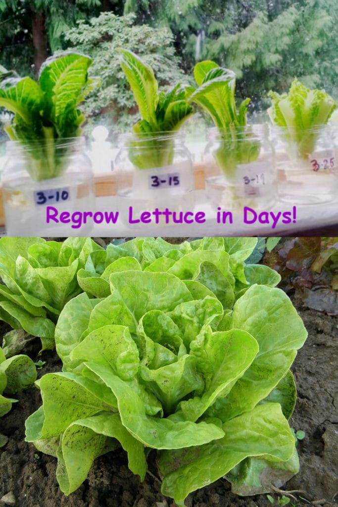 Regrowing Romaine lettuce scraps on windowsill 