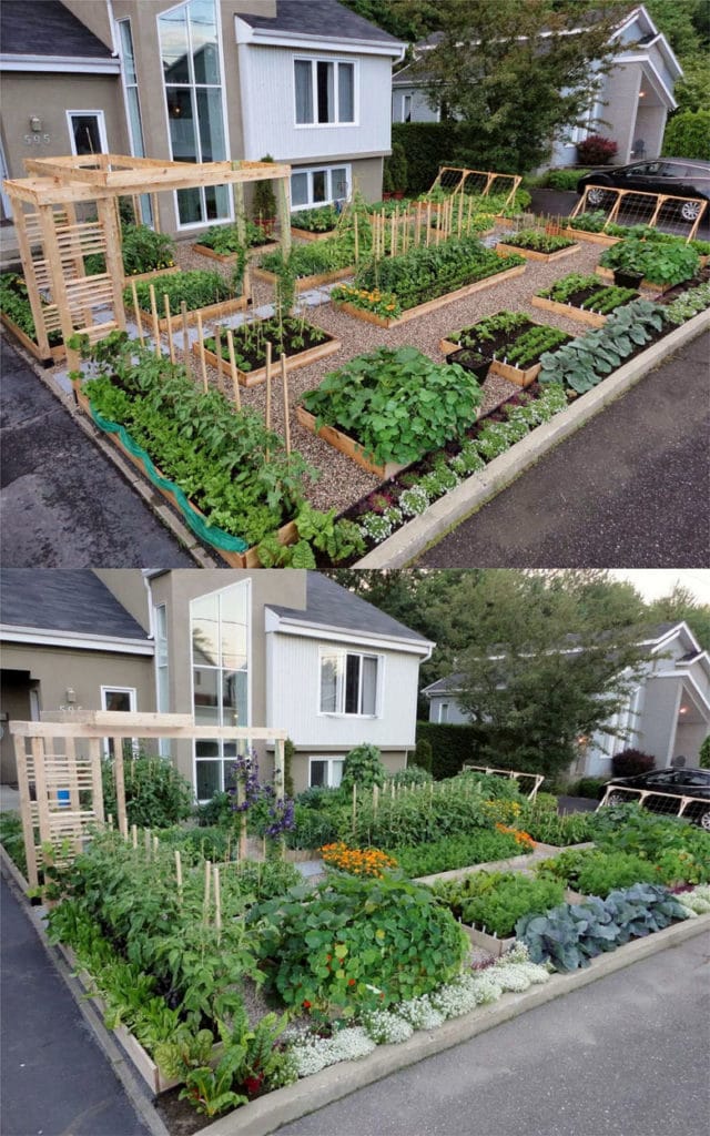 how to start a vegetable garden