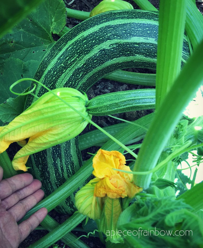 fast growing Zucchini great for beginner gardeners 